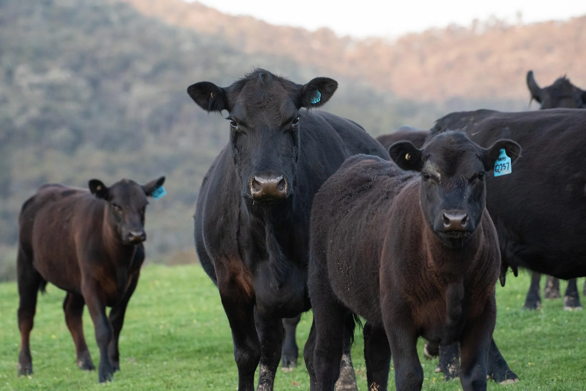 Country Cattle