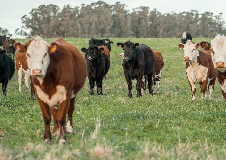 Country Cattle