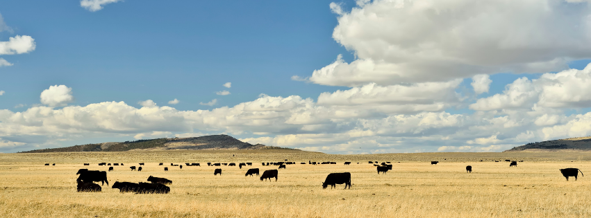 Cattle grazing across the open High Plains in daylight